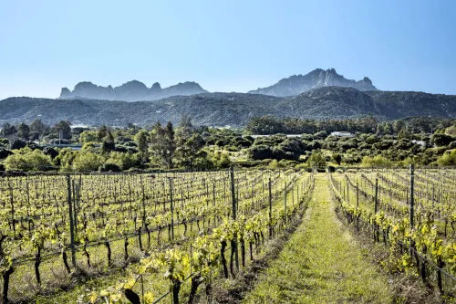 Sardisches Weingut mit Bergen, das die malerische Umgebung der Surrau-Kellerei für Gäste von 7Pines Hotels & Resorts zeigt.
