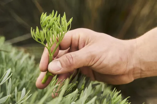 Hand holding a fresh garden plant, symbolizing 7Pines' local sourcing philosophy.